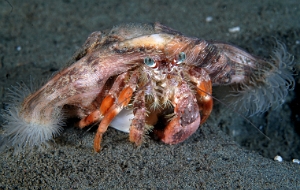 North Sulawesi-2018-DSC03784_rc- Anemone Hermit crab - Bernard l ermite des anemones - Dardanus pedunculatus